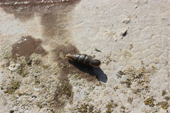 Leucostigma candidescens