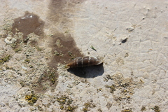 Leucostigma candidescens