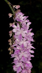 Aerides multiflora