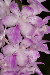 Aerides multiflora