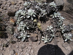 Helichrysum argyrophyllum