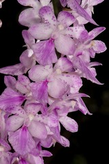 Aerides multiflora