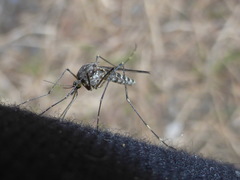 Culiseta alaskaensis