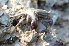 Metopograpsus quadridentatus