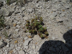 Psammotropha