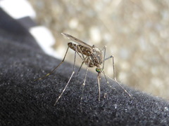 Culiseta alaskaensis
