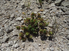 Psammotropha