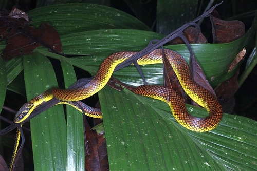 Erythrolamprus dorsocorallinus