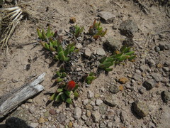 Bergeranthus katbergensis