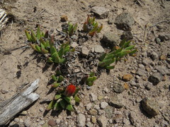 Bergeranthus katbergensis