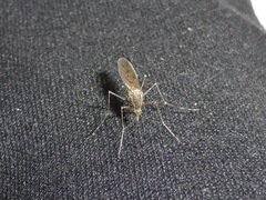 Culiseta alaskaensis