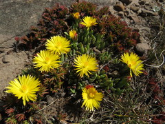 Bergeranthus katbergensis