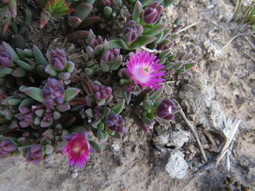 Image of Delosperma katbergense by (c) James Deacon, some rights reserved (CC BY-SA)