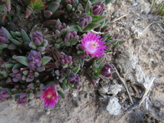 Delosperma katbergense