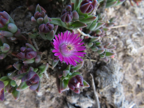 Image of Delosperma katbergense by (c) James Deacon, some rights reserved (CC BY-SA)
