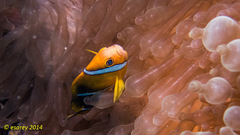 Amphiprion tricinctus
