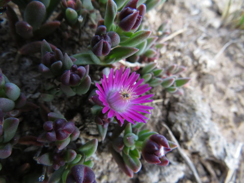 Image of Delosperma katbergense by (c) James Deacon, some rights reserved (CC BY-SA)