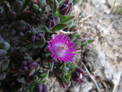 Delosperma katbergense