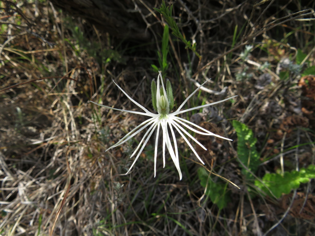 Holothrix burmanniana