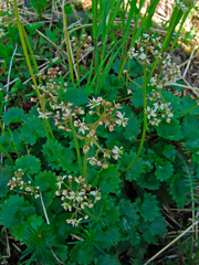 Micranthes nelsoniana aestivalis