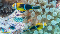 Amphiprion tricinctus