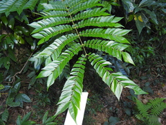 Archidendron clypearia