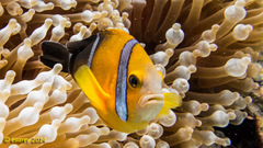 Amphiprion tricinctus