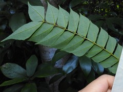 Archidendron clypearia