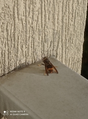 Vespa velutina