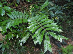 Archidendron clypearia