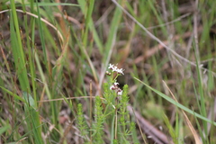 Asperula scoparia
