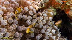 Amphiprion tricinctus