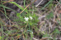 Asperula scoparia