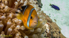 Amphiprion tricinctus