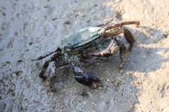 Metopograpsus quadridentatus