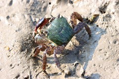 Metopograpsus quadridentatus