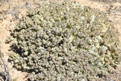 Teucrium vincentinum