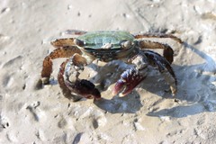 Metopograpsus quadridentatus