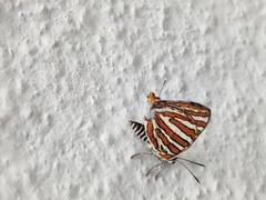 Cigaritis schistacea