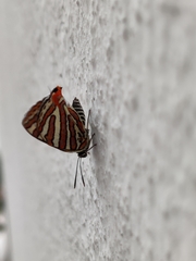 Cigaritis schistacea