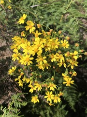 Senecio subcanescens
