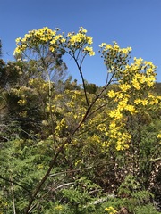 Senecio subcanescens