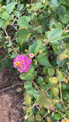 Lantana camara