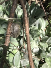 Opodiphthera eucalypti