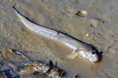 Walking Goby photo 2