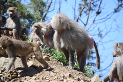 Papio hamadryas