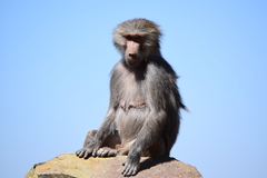 Papio hamadryas