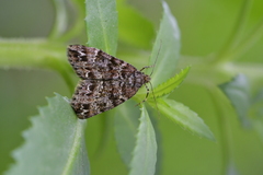 Pseudocoremia productata