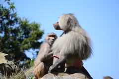 Papio hamadryas