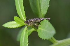 Pseudocoremia productata